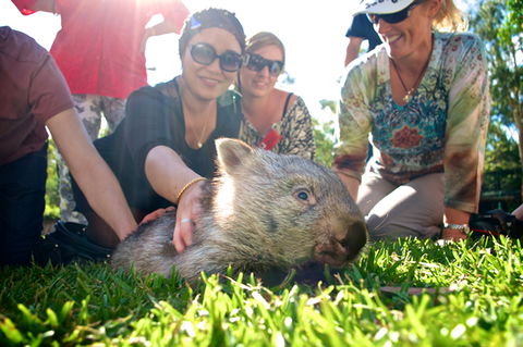 Australian Reptile Park - Accommodation in Bendigo 10