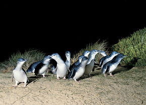 Phillip Island Penguin Parade - Accommodation in Bendigo 3