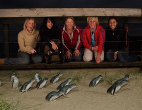Phillip Island Penguin Parade - Accommodation in Bendigo 4
