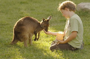 Cleland Wildlife Park - Accommodation in Bendigo 4