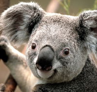 Potoroo Palace - Accommodation in Bendigo