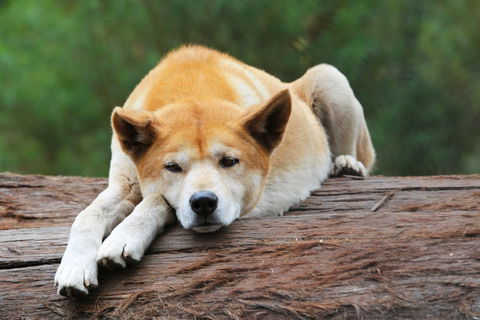 Potoroo Palace - Accommodation in Bendigo 1