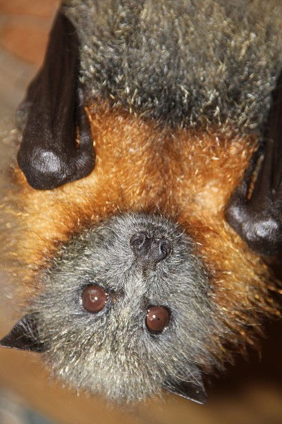 Potoroo Palace - Accommodation in Bendigo 2