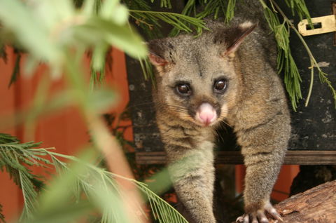 Potoroo Palace - Accommodation in Bendigo 3