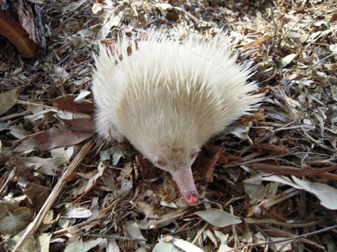 Potoroo Palace - Accommodation in Bendigo 4