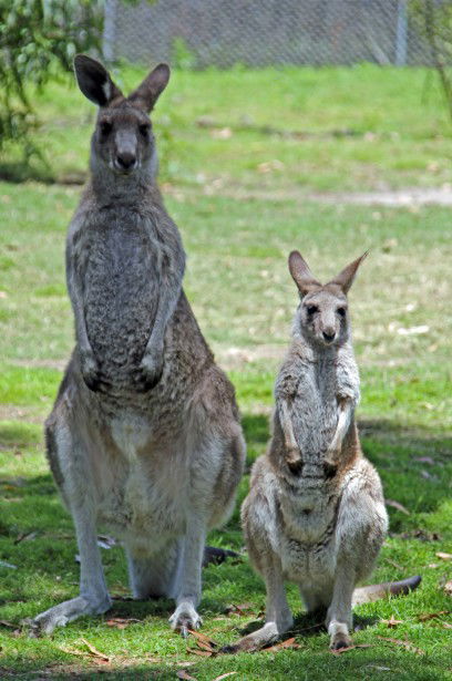 Potoroo Palace - Accommodation in Bendigo 5
