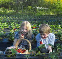Blue Hills Berries  Cherries - Accommodation in Bendigo