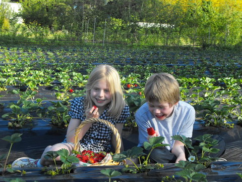 Blue Hills Berries & Cherries - Accommodation in Bendigo 0