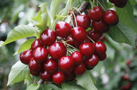 Blue Hills Berries & Cherries - Accommodation in Bendigo 2
