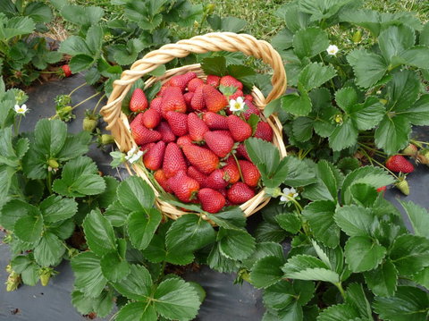 Blue Hills Berries & Cherries - Accommodation in Bendigo 3