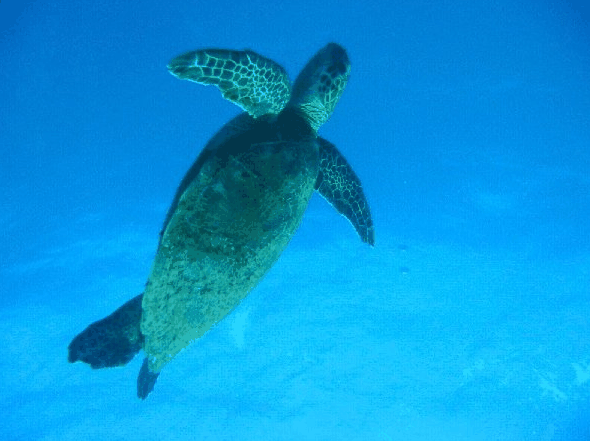 Big Cat Reality - Accommodation in Bendigo 0