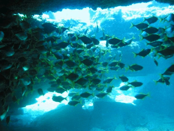 Big Cat Reality - Accommodation in Bendigo 3