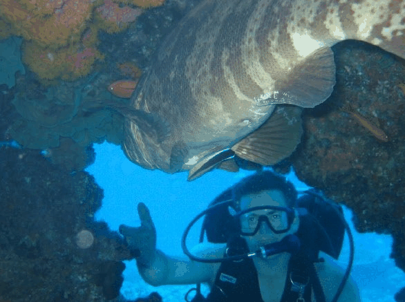 Big Cat Reality - Accommodation in Bendigo 4