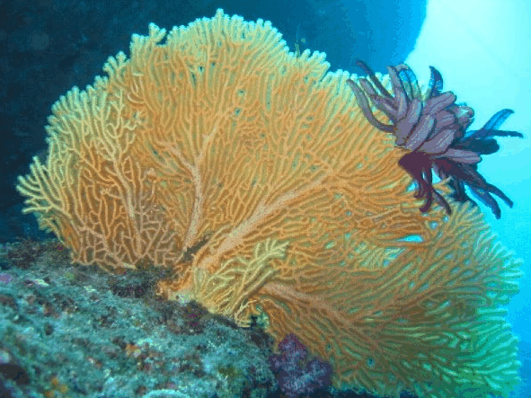 Big Cat Reality - Accommodation in Bendigo 5