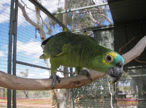 Darling Downs Zoo - Accommodation in Bendigo 1