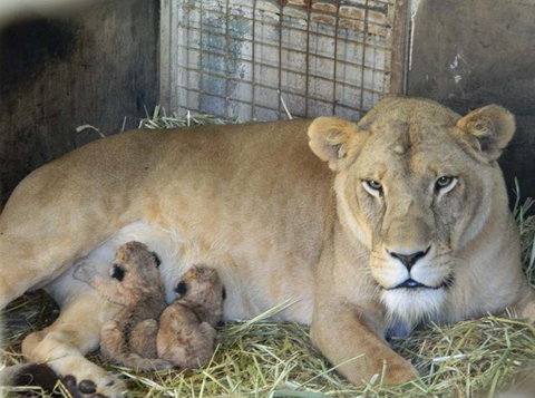 Darling Downs Zoo - Accommodation in Bendigo 2