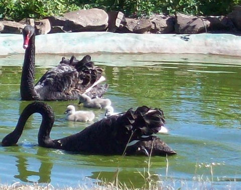 Darling Downs Zoo - Accommodation in Bendigo 3