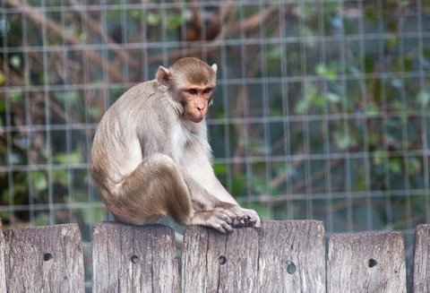 Darling Downs Zoo - Accommodation in Bendigo 5