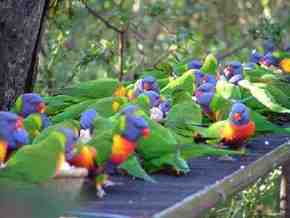 Gorge Wildlife Park - Accommodation in Bendigo 4