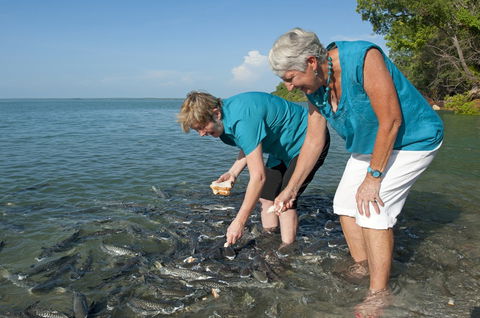 Aquascene Fish Feeding Sanctuary - Accommodation in Bendigo 0