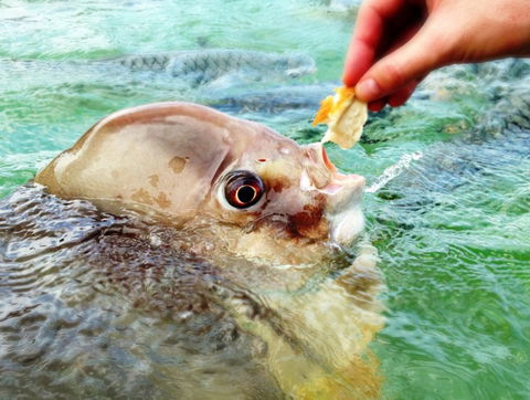 Aquascene Fish Feeding Sanctuary - Accommodation in Bendigo 1