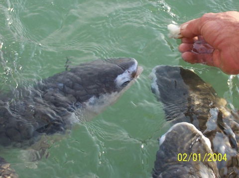 Aquascene Fish Feeding Sanctuary - Accommodation in Bendigo 2