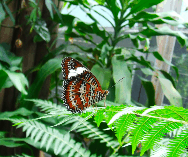 Australian Butterfly Sanctuary - Accommodation in Bendigo 1