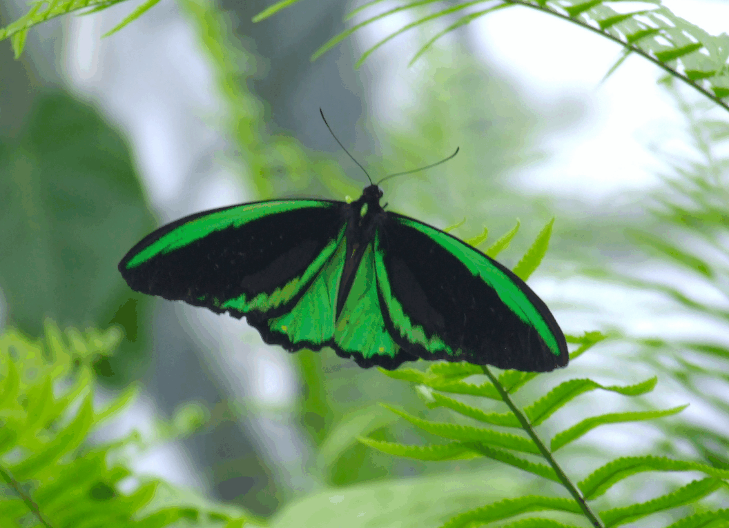 Australian Butterfly Sanctuary - Accommodation in Bendigo 2