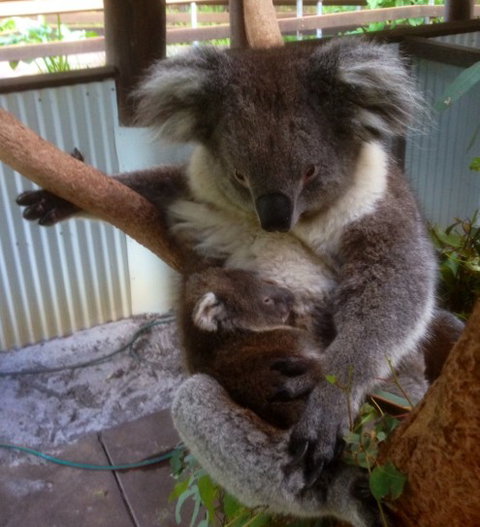 Outback Splash - Accommodation in Bendigo 3