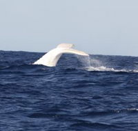 Australian Whale Watching - Accommodation in Bendigo