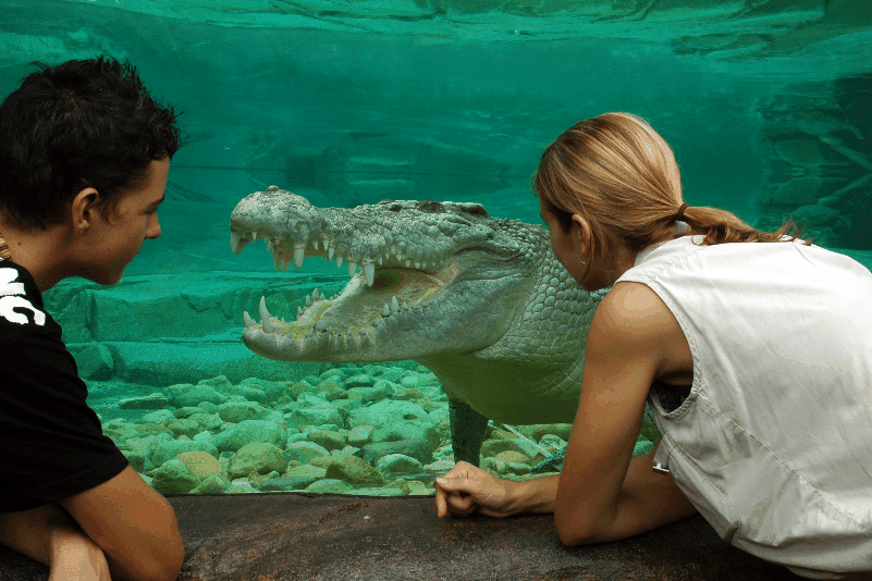 Cairns Wildlife Dome - Accommodation in Bendigo 1