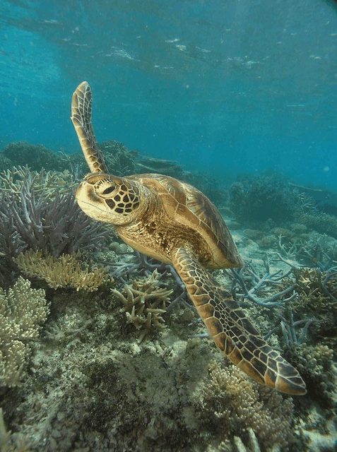 Big Cat Green Island Reef Cruises - Accommodation in Bendigo 2