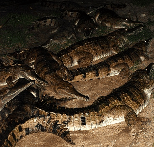 Cairns Night Zoo - Accommodation in Bendigo 3