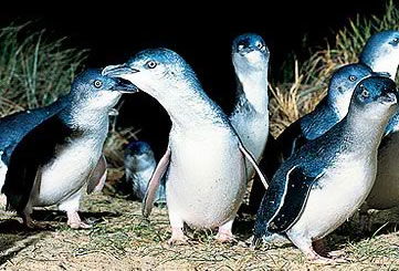 Bunyip Tours - Accommodation in Bendigo 4