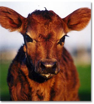 Chesterfield Farm - Accommodation in Bendigo 1