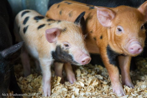 Chesterfield Farm - Accommodation in Bendigo 4