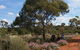Karlkurla Bushland Park - thumb 0
