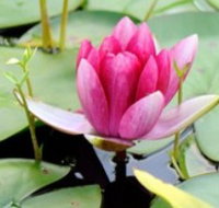 The Lotus Day Spa and Retreat - Accommodation in Bendigo