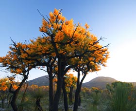 Cape Le Grand National Park - Accommodation in Bendigo 0