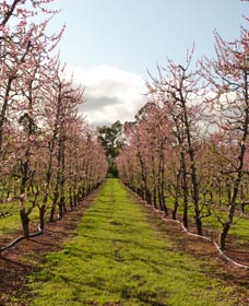 Accommodation in Bendigo