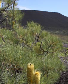  Accommodation in Bendigo