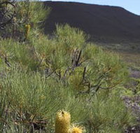 Lesueur Walk Trail Mount Lesueur - Accommodation in Bendigo