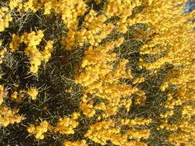 Dalwallinu Remnant Bushland - Accommodation in Bendigo 0