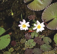 Parry Lagoons Nature Reserve - Accommodation in Bendigo