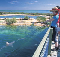 Shark Bay Marine Park - Accommodation in Bendigo