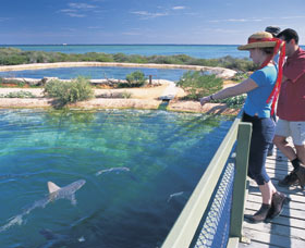 Shark Bay Marine Park - Accommodation in Bendigo 0