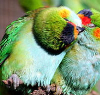 Rainbow Jungle - The Australian Parrot Breeding Centre - Accommodation in Bendigo