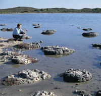 Lake Thetis Stromatolites