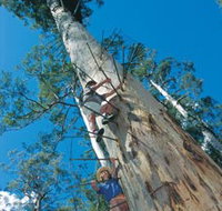 Dave Evans Bicentennial Tree - Accommodation in Bendigo