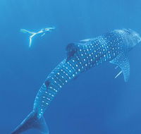 Ningaloo Marine Park - Accommodation in Bendigo